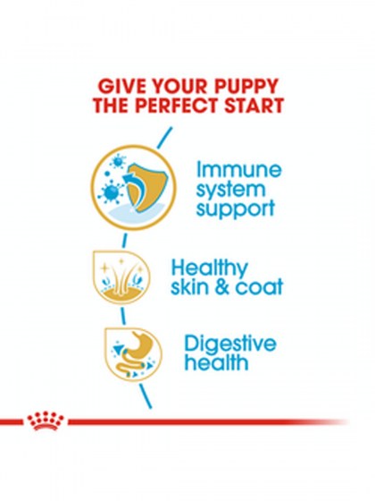 BHN GOLDEN RETRIEVER PUPPY 3K_web44